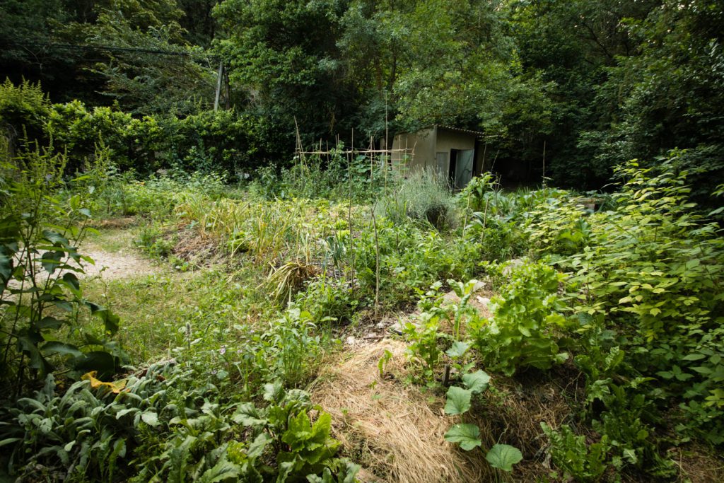 Le potager en juillet 2018