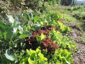 Jeunes choux et salades