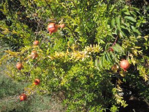 Grenades dans la haie comestible